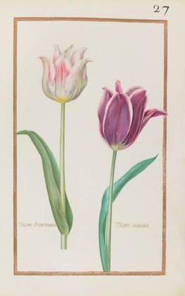 Tulipe printanire ; tulipe bordee (1624)