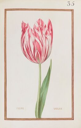 Tulipe variée (1624)