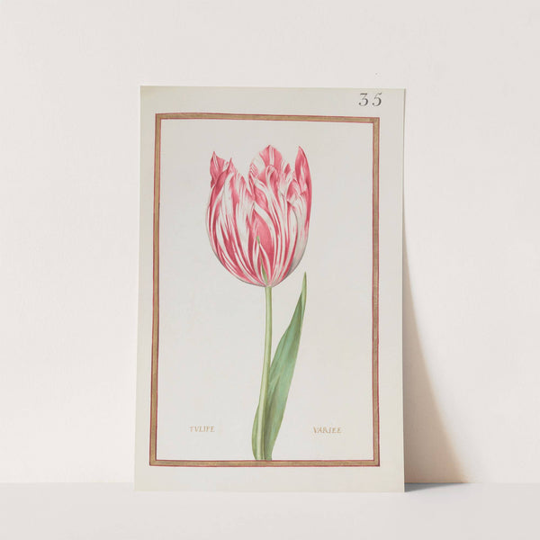 Tulipe variée (1624) by Daniel Rabel