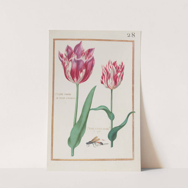 Tulipe variée de trois couleurs ; tulipe foitée blanche et rouge (1624) by Daniel Rabel