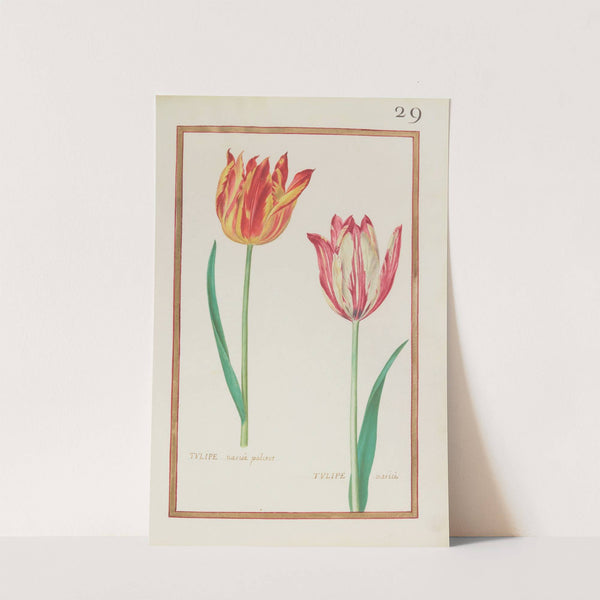 Tulipe variée paletot ; tulipe variée (1624) by Daniel Rabel