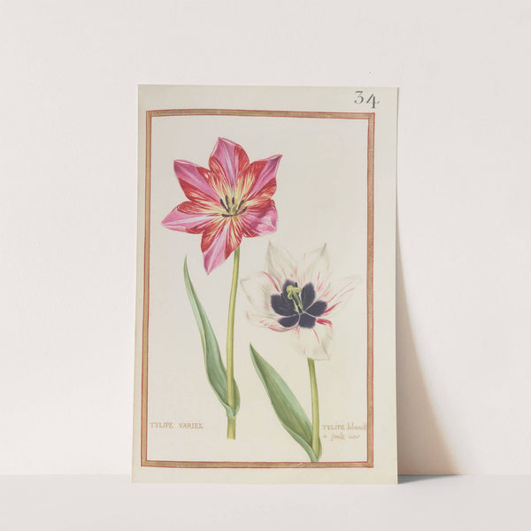 Tulipe variée ; tulipe blanche à fond noir (1624) by Daniel Rabel