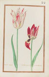 Tulipe variee ; tulipe pirizine ou bonbicine (1624)
