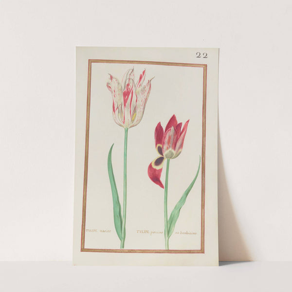 Tulipe variee ; tulipe pirizine ou bonbicine (1624) by Daniel Rabel