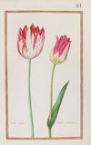 Tulipe variee ; tulipe printaniere (1624)