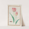 Tulipe variee ; tulipe printaniere (1624) by Daniel Rabel