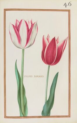 Tulipes bordees (1624)