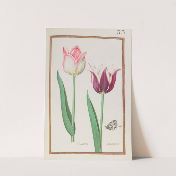 Tulipes bordées (1624) by Daniel Rabel