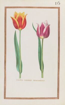 Tulipes bordees printanieres (1624)