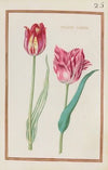 Tulipes variees (1624)