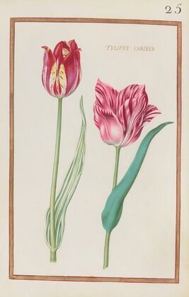 Tulipes variees (1624)