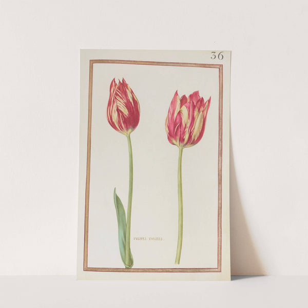 Tulipes variées (1624) by Daniel Rabel