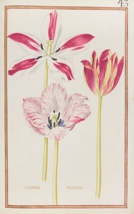 Tulipes variees (1624)