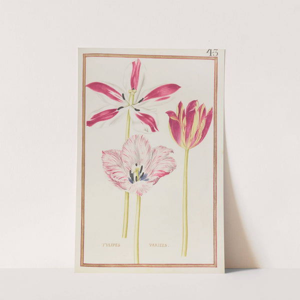 Tulipes variees (1624) by Daniel Rabel