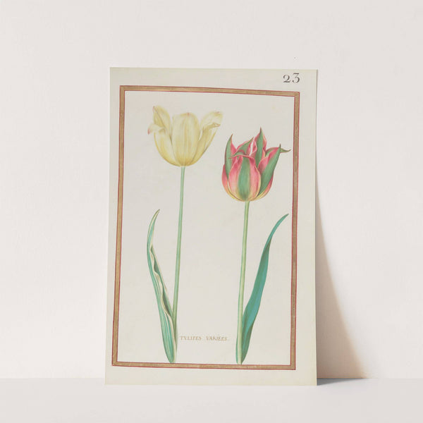 Tulipes variees (1624) by Daniel Rabel
