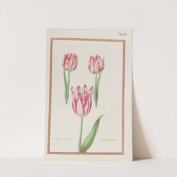 Tulipes variees printanieres (1624) by Daniel Rabel