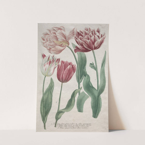 Tulips by Bartholomaus Seutter