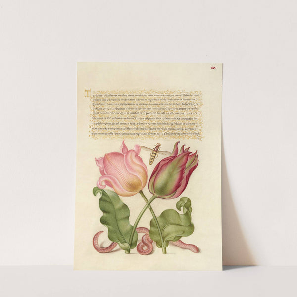 Tulips, Insect, and Worm (1561–1596) by Joris Hoefnagel
