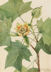 Tuliptree (Liriodendron tulipifera) (1918)