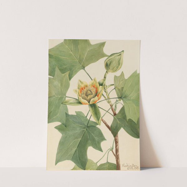 Tuliptree (Liriodendron tulipifera) (1918) by Mary Vaux Walcott