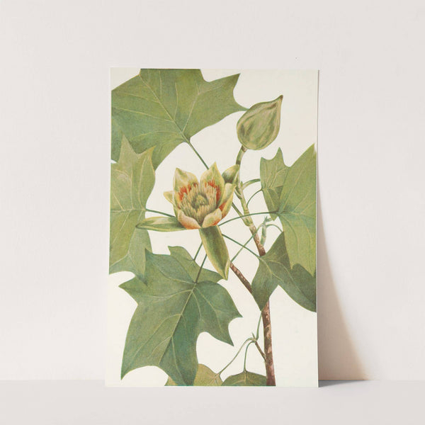 Tuliptree. (Liriodendron tulipifera) (1925) by Mary Vaux Walcott