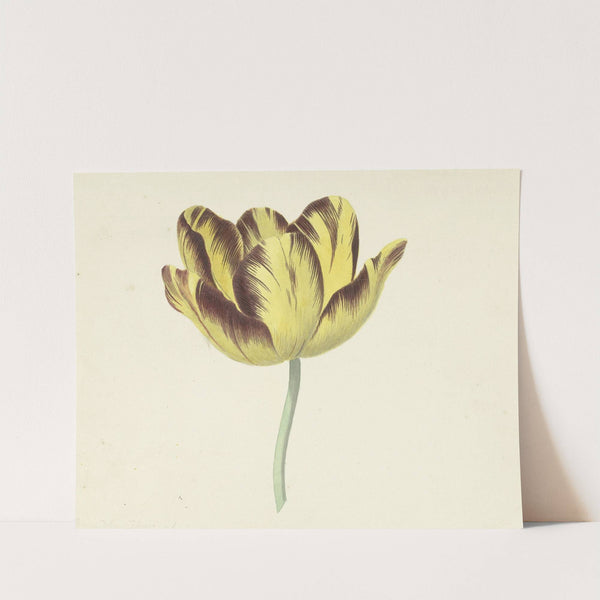 Tulp genaamd Bizard Le Febure No. 1 by Cornelis van Noorde