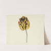 Tulp genaamd Bizard Leodie (1741 - 1795) by Cornelis van Noorde