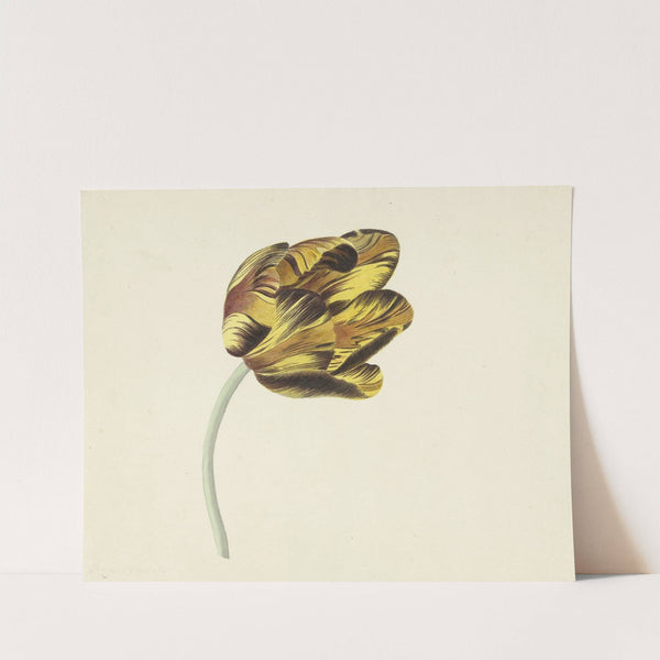 Tulp genaamd Bizard Phoenix by Cornelis van Noorde