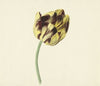 Tulp genaamd Bizard Pontifex Romanus