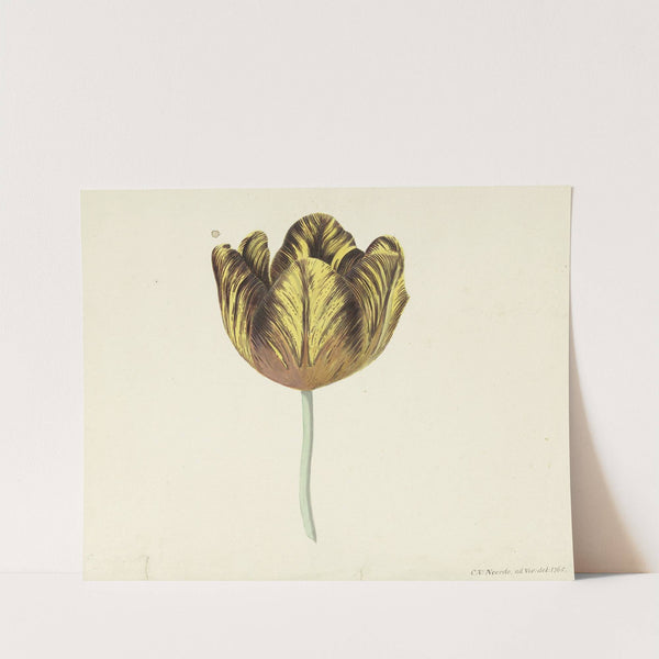 Tulp genaamd Bizard Sub. A (1765) by Cornelis van Noorde