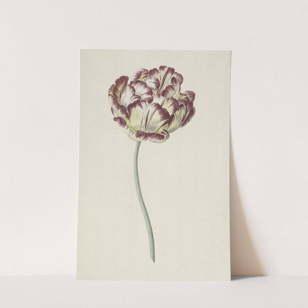 Tulp by Louis Moritz