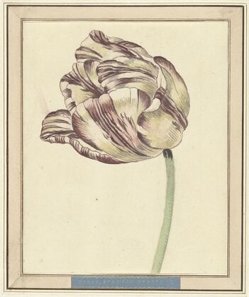 Tulp, met de naam Bisar, Staaten Generaal
