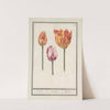 Tulp (Tulipa) (1596-1610) by Anselmus Boëtius de Boodt