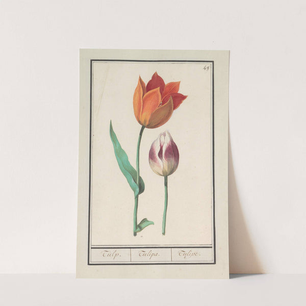 Tulp (Tulipa) (1596-1610) by Anselmus Boëtius de Boodt