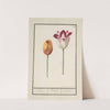 Tulp (Tulipa) (1596-1610) by Anselmus Boëtius de Boodt