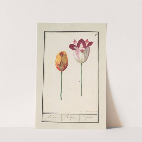 Tulp (Tulipa) (1596-1610) by Anselmus Boëtius de Boodt