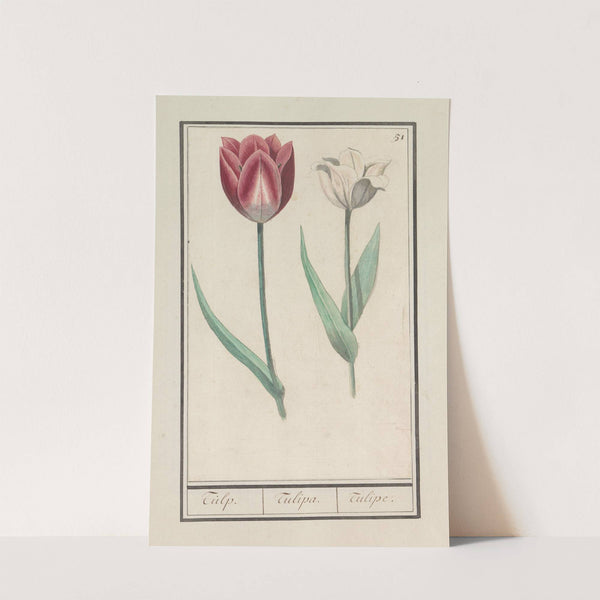 Tulp (Tulipa) (1596-1610) by Anselmus Boëtius de Boodt
