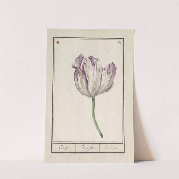 Tulp (Tulipa) (1596-1610) by Anselmus Boëtius de Boodt
