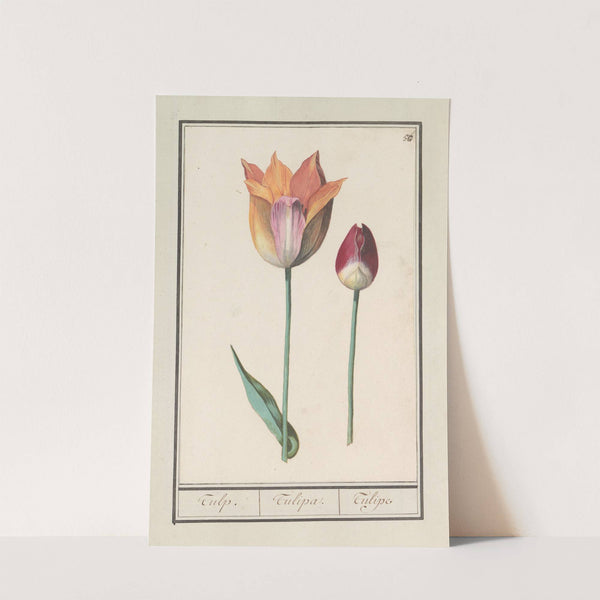 Tulp (Tulipa) (1596-1610) by Anselmus Boëtius de Boodt