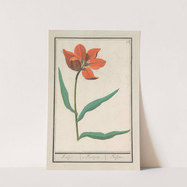 Tulp (Tulipa) (1596-1610) by Anselmus Boëtius de Boodt