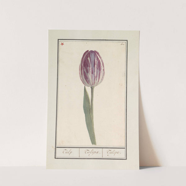 Tulp (Tulipa) (1596-1610) by Anselmus Boëtius de Boodt
