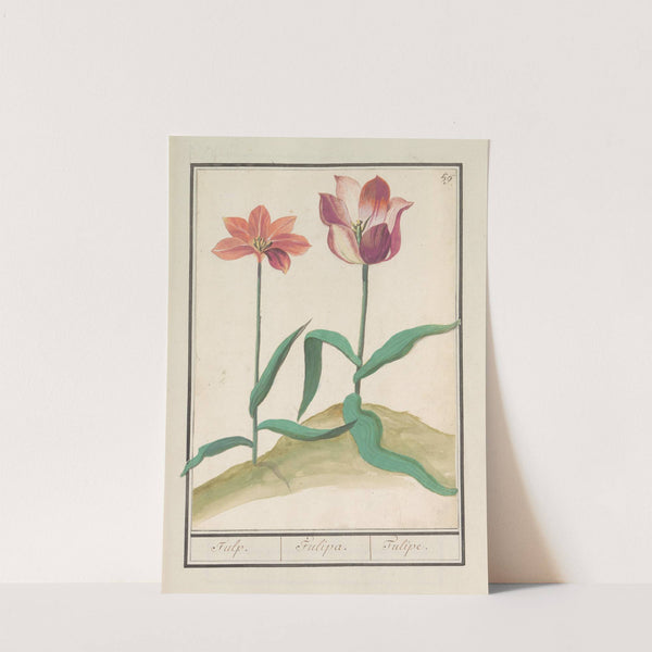 Tulp (Tulipa) (1596-1610) by Anselmus Boëtius de Boodt