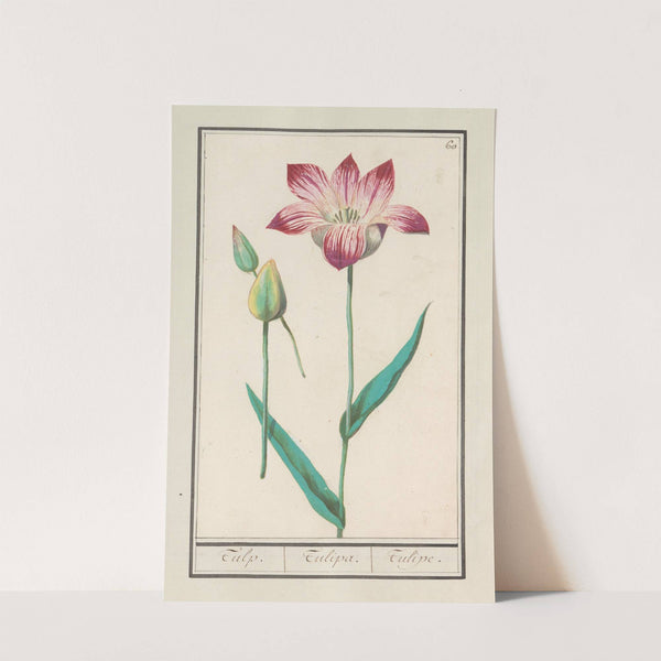 Tulp (Tulipa) (1596-1610) by Anselmus Boëtius de Boodt