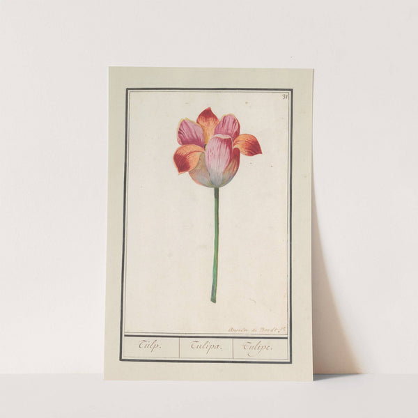 Tulp (Tulipa) (1596-1610) by Anselmus Boëtius de Boodt