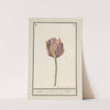 Tulp (Tulipa) (1596-1610) by Anselmus Boëtius de Boodt