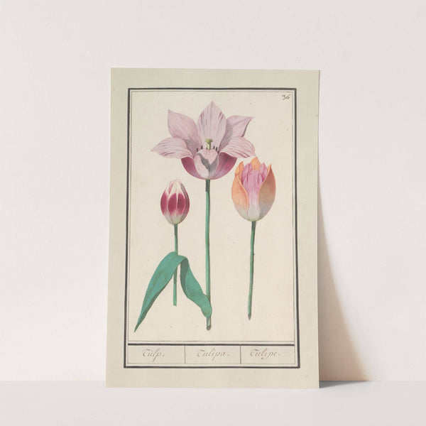 Tulp (Tulipa) (1596-1610) by Anselmus Boëtius de Boodt