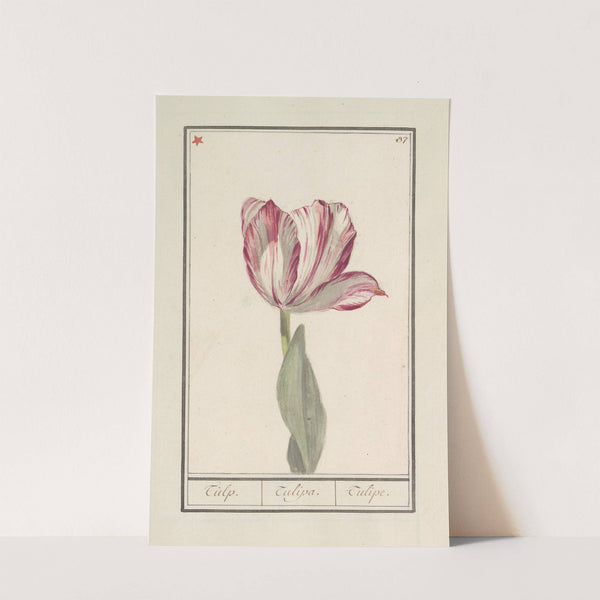 Tulp (Tulipa) (1596-1610) by Anselmus Boëtius de Boodt