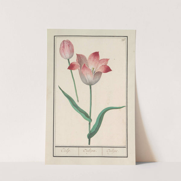 Tulp (Tulipa) (1596-1610) by Anselmus Boëtius de Boodt