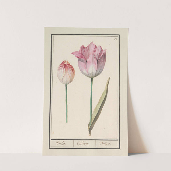 Tulp (Tulipa) (1596-1610) by Anselmus Boëtius de Boodt