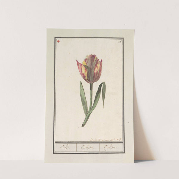 Tulp (Tulipa) (1596-1610) by Anselmus Boëtius de Boodt